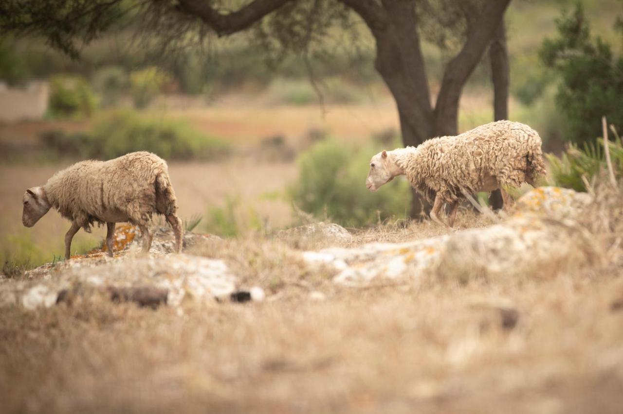 Vakantieboerderij S' Horta Capdepera (Mallorca)